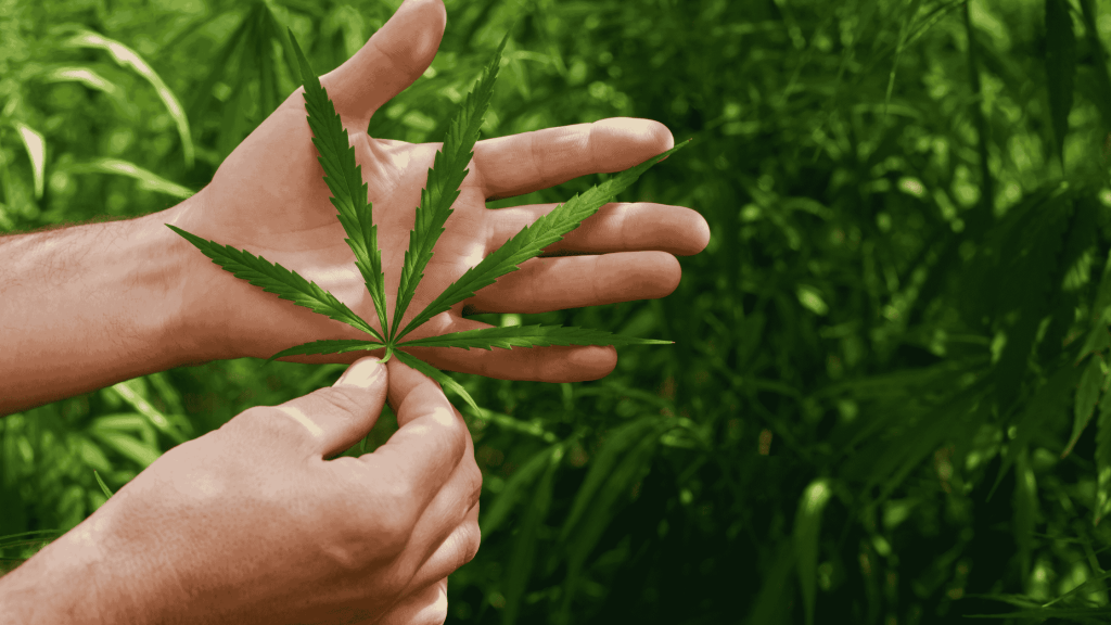 Strain Review: Durban Poison – South Africa’s “Rocket&nbsp;Fuel”